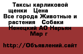 Таксы карликовой щенки › Цена ­ 20 000 - Все города Животные и растения » Собаки   . Ненецкий АО,Нарьян-Мар г.